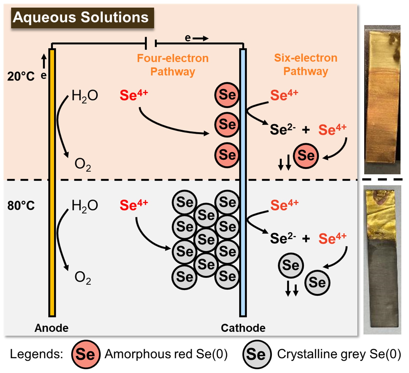 Graphical Abstract for Website